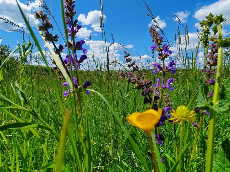 Festival du Patrimoine Naturel - Conférence prairies, haies et pré-vergers, une visite virtuelle