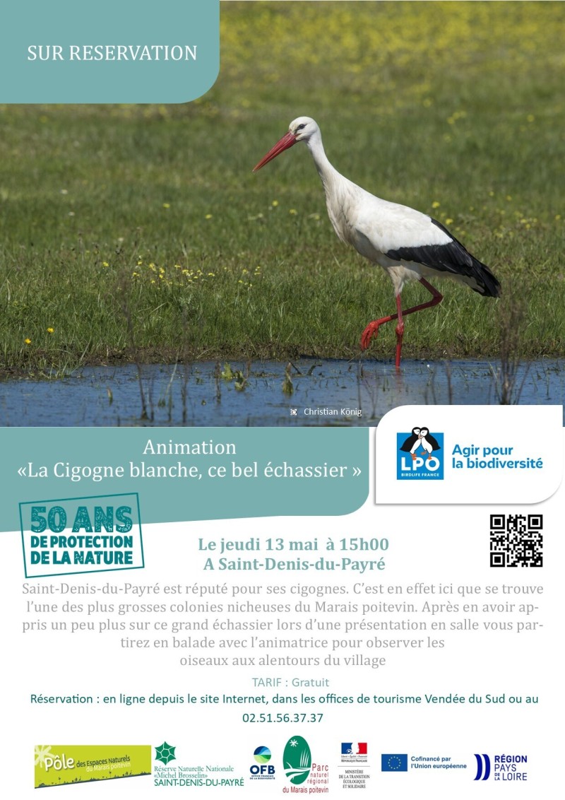 La Cigogne blanche ce bel échassier