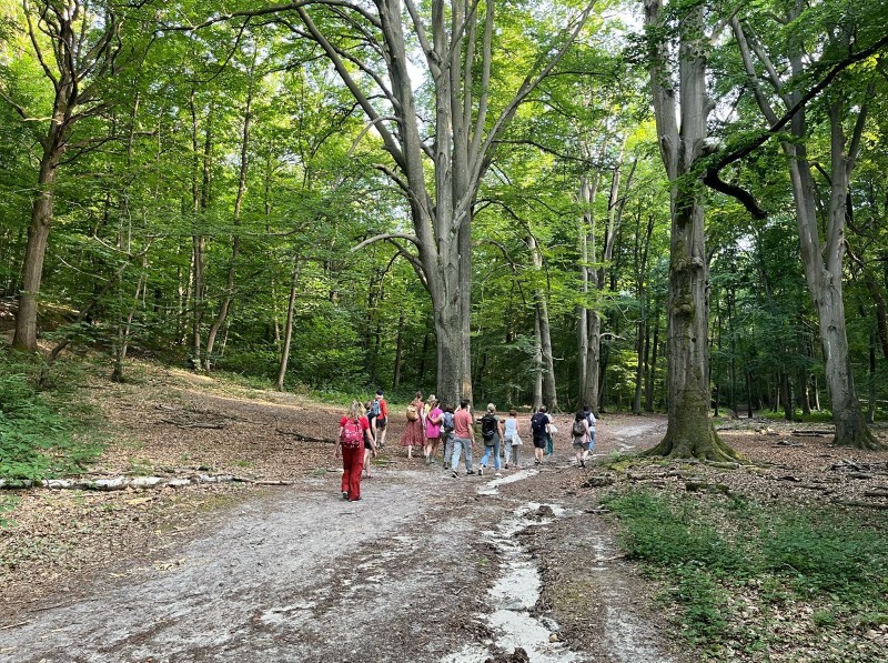 Festival Nuits des Forêts