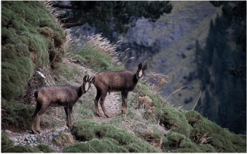 Randonnée : l'isard des Pyrénées