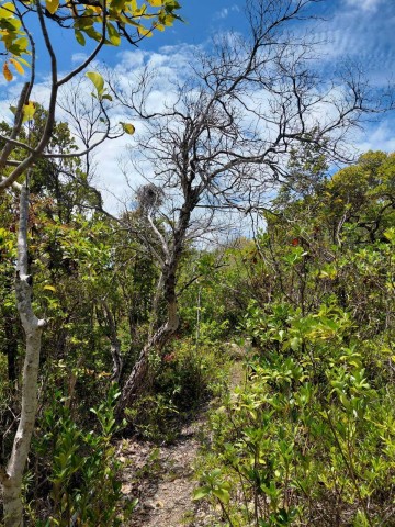 Nouvelle image pour la Ravine Bois d'Inde