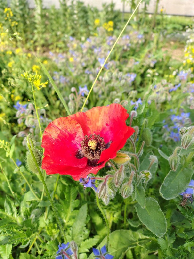 Concours photo « Flore et paysages de notre territoire » du Jardin Paill'terre & Cie - Remise des prix