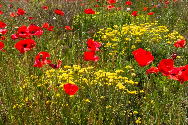 LE PRINTEMPS EN FOLIE
