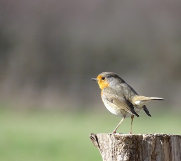 Visite "Le chant des oiseaux"