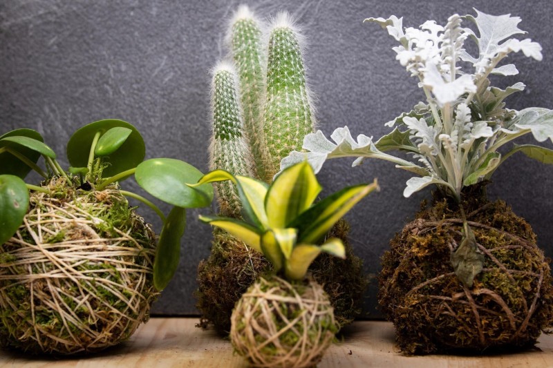 Atelier : création de Kokedama
