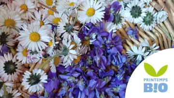 Balade dans la nature à la découverte des plantes sauvages comestibles