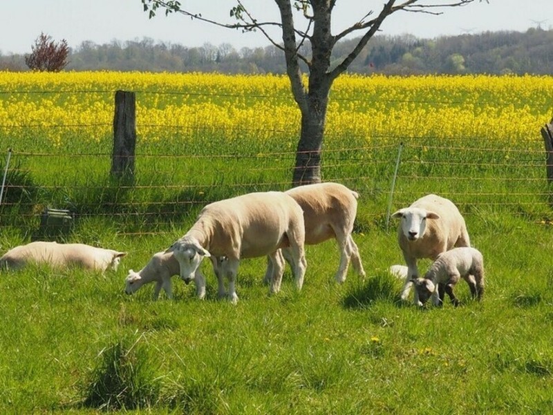 Visite de la ferme expérimentale de l’Unité de Recherche ASTER à Mirecourt