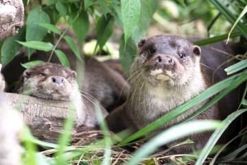 JOURNEE MONDIALE DE LA LOUTRE - 27 MAI 2026 - OCEANOPOLIS : des animations spécifiques toute la journée !