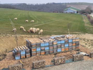Fermes en Fête - Beezou, apiculteurs innovants