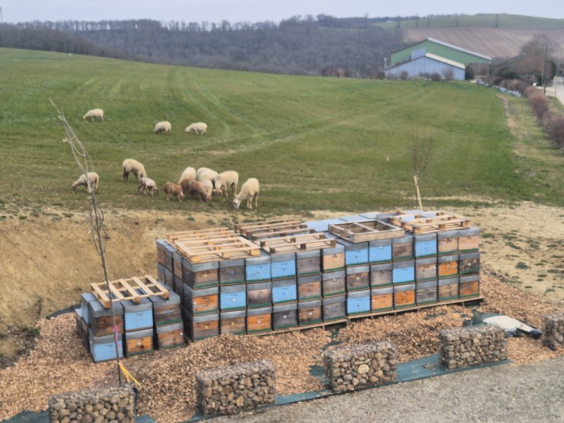 Fermes en Fête - Beezou, apiculteurs innovants