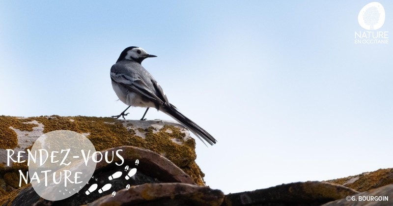 Mélodies printanières : les oiseaux de la plaine toulousaine