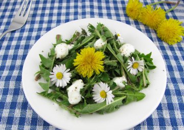 Salades sauvages et délicates