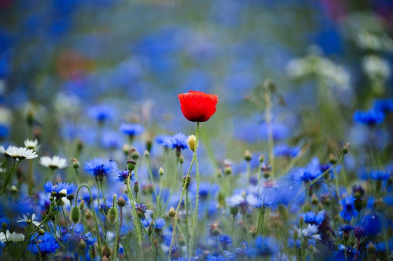 Fête de la nature