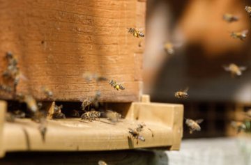 Journée mondiale des abeilles