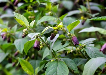 Histoire d’une plante : la belladone