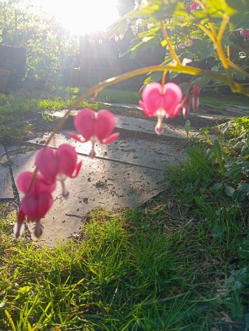 Visite du Jardin bohème