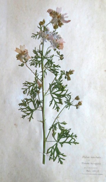 Découverte de la flore sauvage