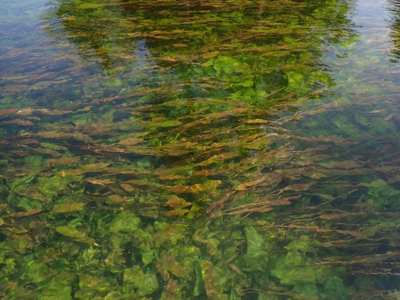 Rdv Natura 2000 : Caractérisation et cartographie des habitats aquatiques