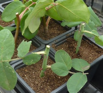 Atelier bouturage de rosiers. Découvrez comment reproduire un rosier à l'identique !