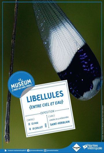 Exposition Libellules à Saint-Herblain