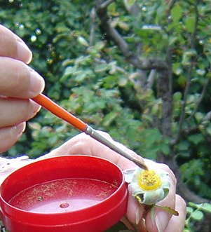 Atelier "Comment naissent les roses ?" : découvrez les étapes de l'hybridation