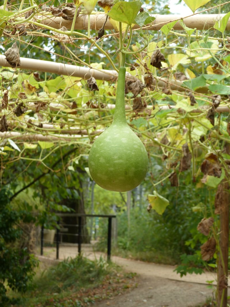 Visite "Déambulation ethnobotanique"