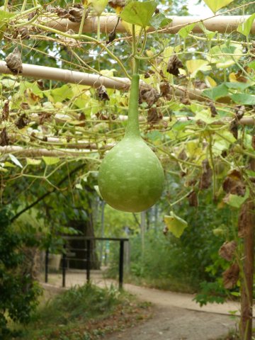 Visite "Déambulation ethnobotanique"