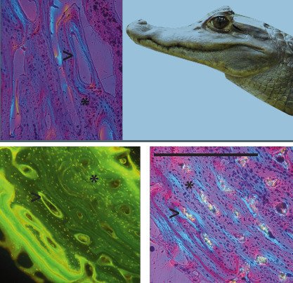 Fossiles : Paléobiologie des vertébrés