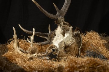 Quand les animaux reprennent vie