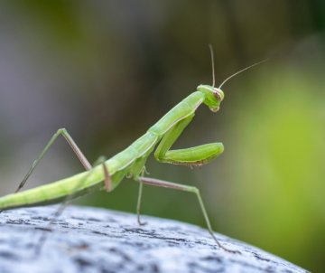 Découvrir les petits animaux de la Ferme du Héron