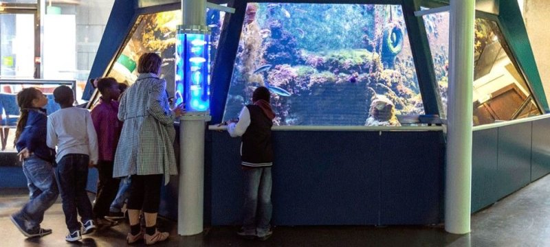 L'aquarium