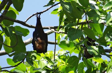 Chouettes, chauves-souris et papillons de nuit