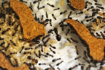 Le monde des fourmis