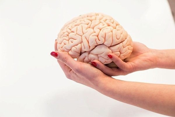 Le cerveau
