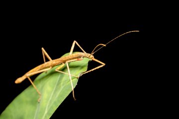 Espèces d'insectes