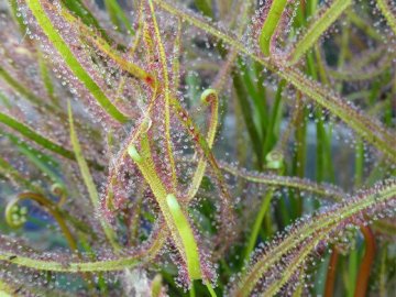 Les plantes carnivores