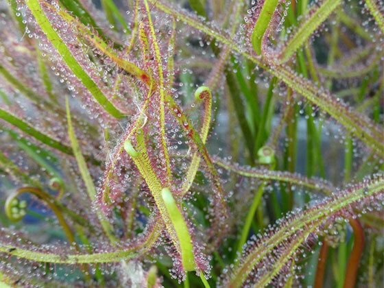 Les plantes carnivores
