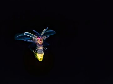 Bioluminescence : une histoire des petites bêtes qui brillent