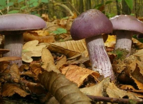 Les champignons et la forêt de Fontainebleau en automne