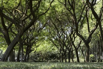 ANNULE - Arbre qui es-tu ? - MEUDON