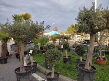 34e Foire aux plantes