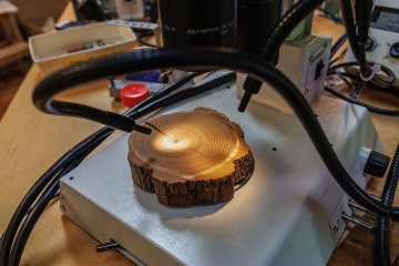 Le bois et la croissance des arbres