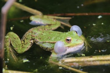 Atelier découverte de la nature : Le chant des grenouilles (dès 14 ans)