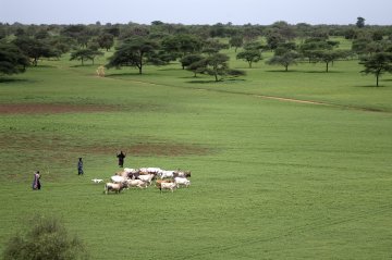 La Grande Muraille verte, un défi pour l’Afrique sahélienne