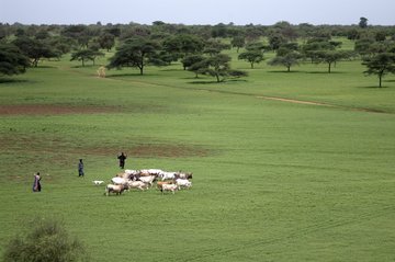 La Grande Muraille verte, un défi pour l’Afrique sahélienne