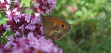 L’univers des insectes qui volent (Lille-Sud)