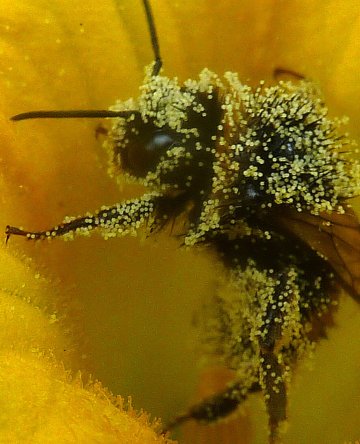À la découverte des pollinisateurs sauvages