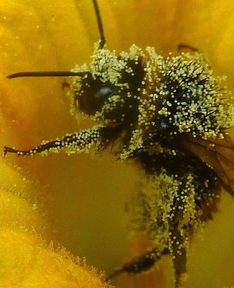 À la découverte des pollinisateurs sauvages