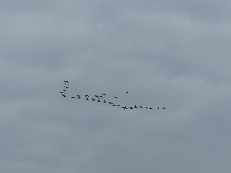 OUISTREHAM/14 : animation GONm