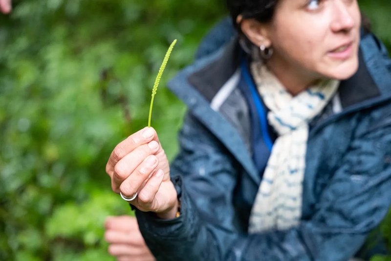 [Retiré de l'agenda de l'organisateur] Balade botanique plantes sauvages comestibles et médicinales